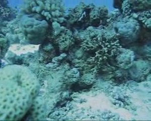 plongeurs hurghada 2008