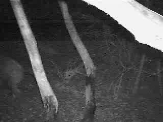 sanglier en infrarouge 2