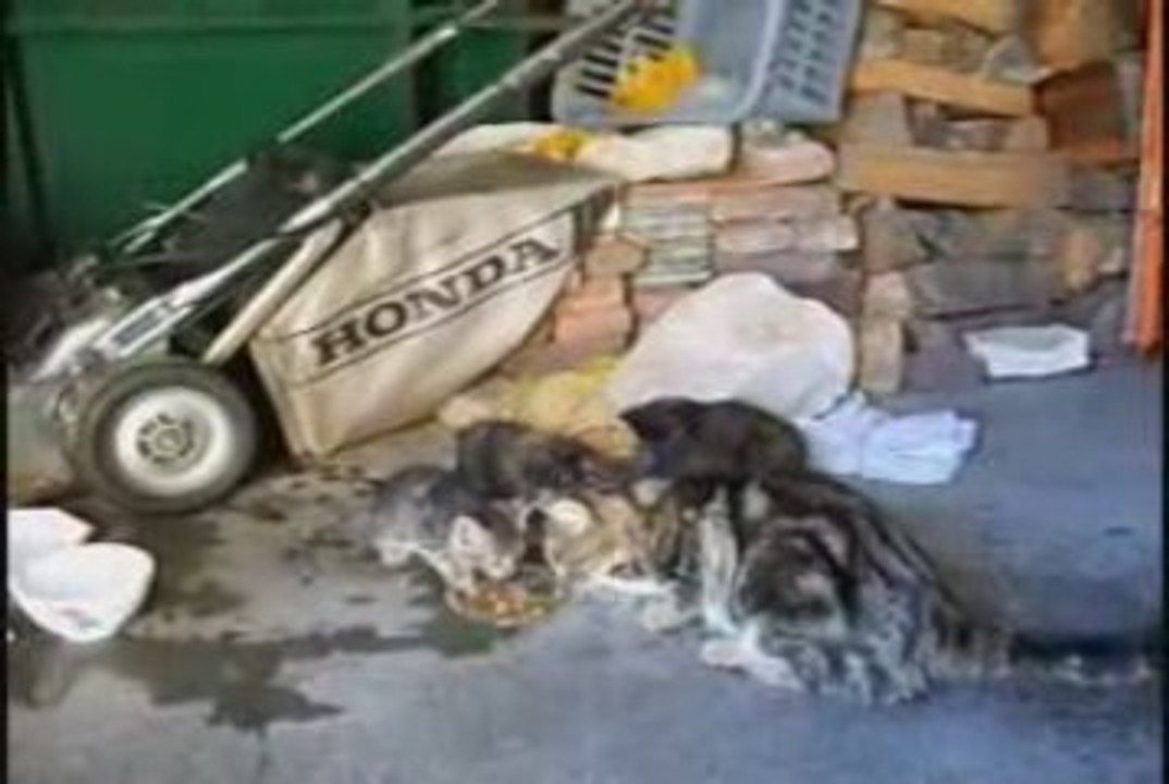 Aristochats at home