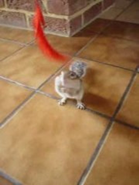 Ecureuil de Corée jouant avec une plume rouge