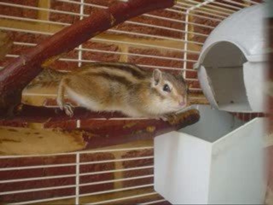 Cri Ecureuil de Corée