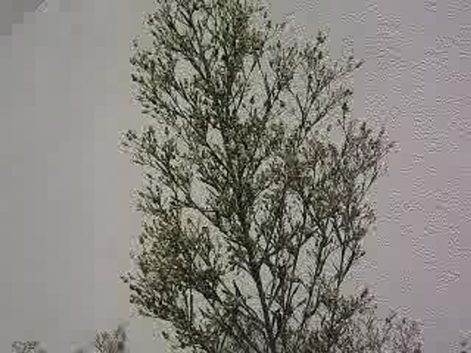 les guêpes-par mouada abdelali