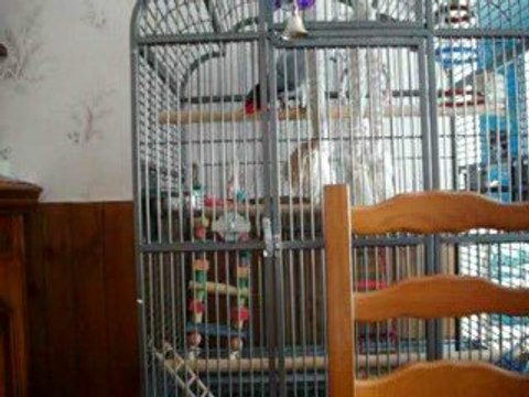 Charly le petit frère de Cookie