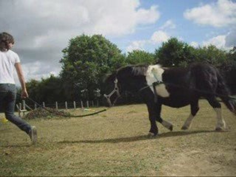 initiation à l'attelage