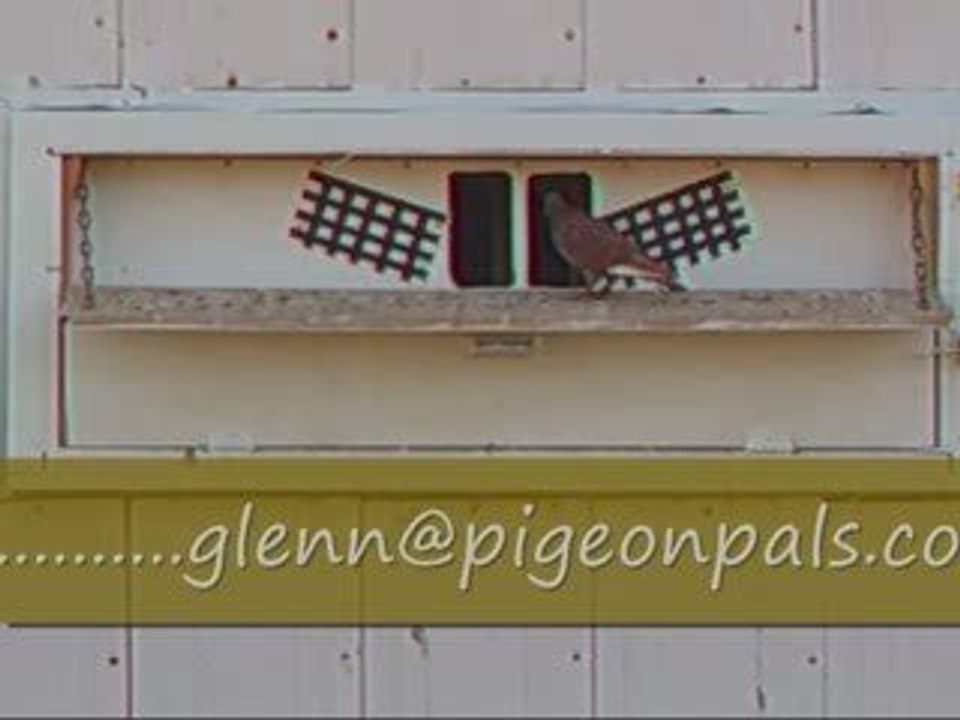 Pigeon Pal's Daily Racing Club 49 A Full Race