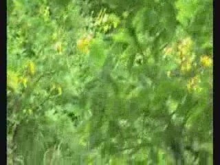 1 ere partie apok 85