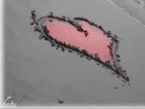 ELVEDA DIYECEKSIN, Aykut, beyoglu, eski defter, zuzu, saf as