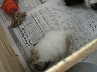 Pékinois - 6 semaines