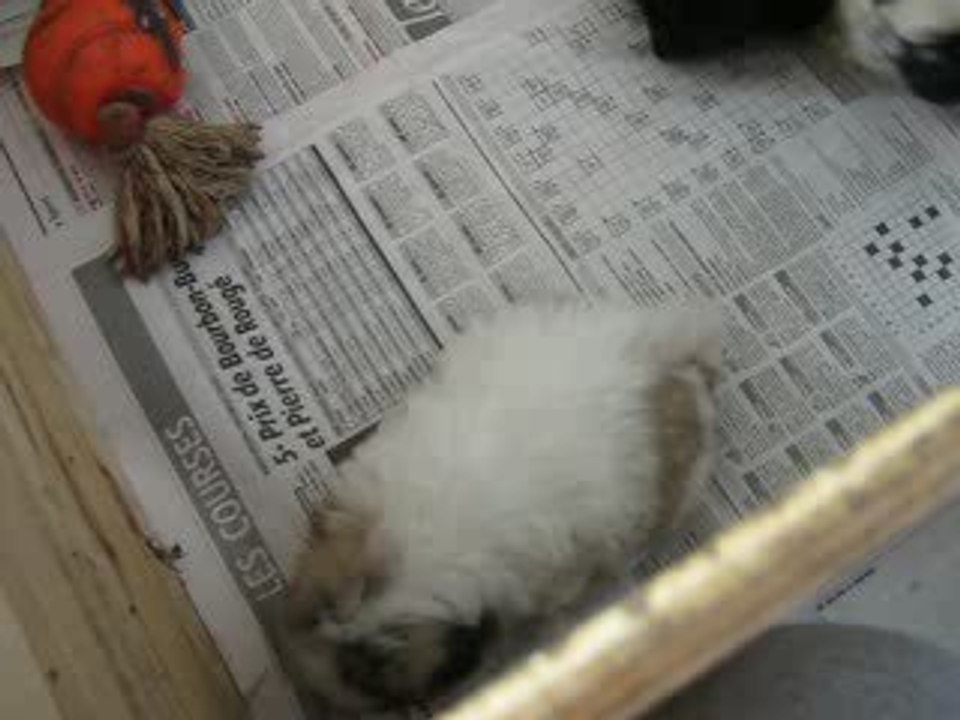 Pékinois - 6 semaines