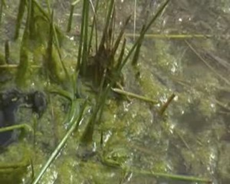 la mare aux grenouilles filmée et commenté par Céline