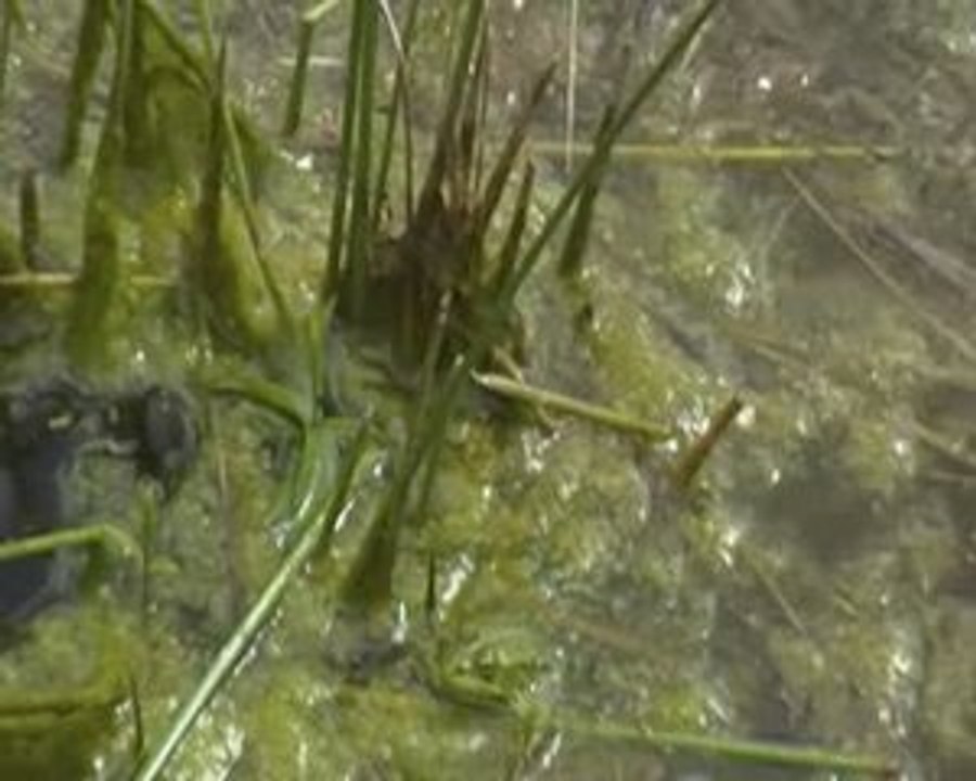 la mare aux grenouilles filmée et commenté par Céline