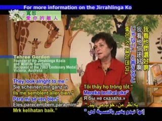 A Time to Heal: The Jirrahlinga Koala and Wildlife Sanctuary