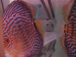 Discus bebeler red Turkuaz