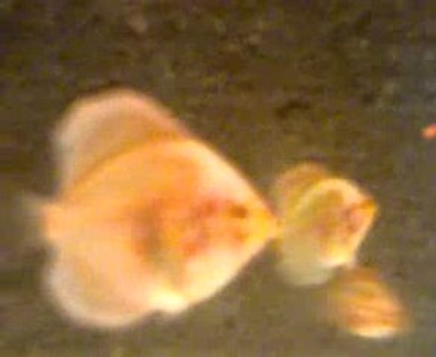 diamond kelebek yavruları 44 gunluk