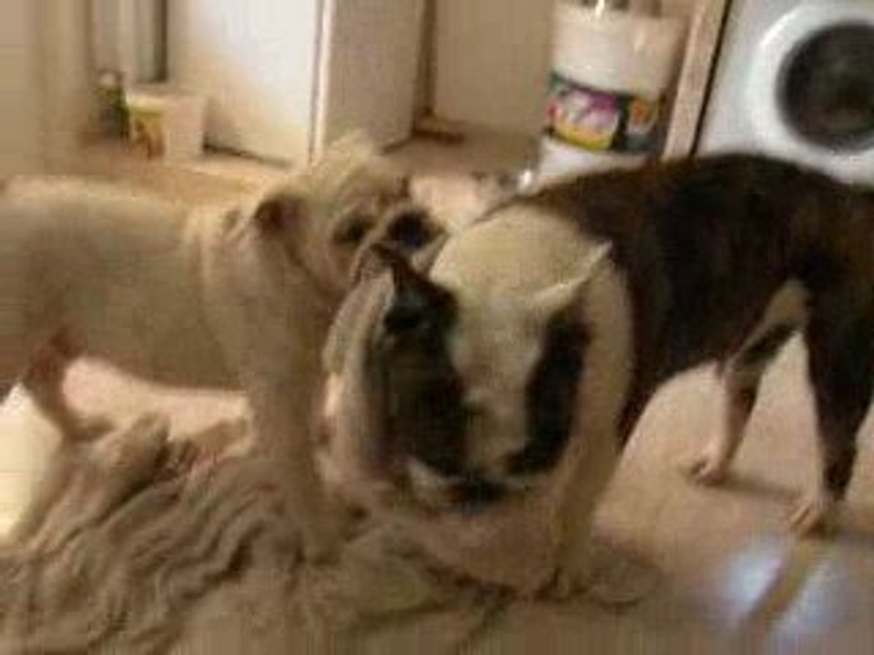 Elliot 4mois et demi / Aston 1an et demi