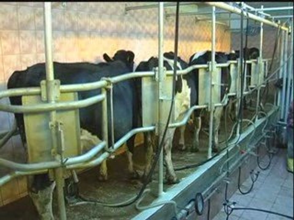 Müzik Dinleyen İneklerin Süt Verimi Arttı