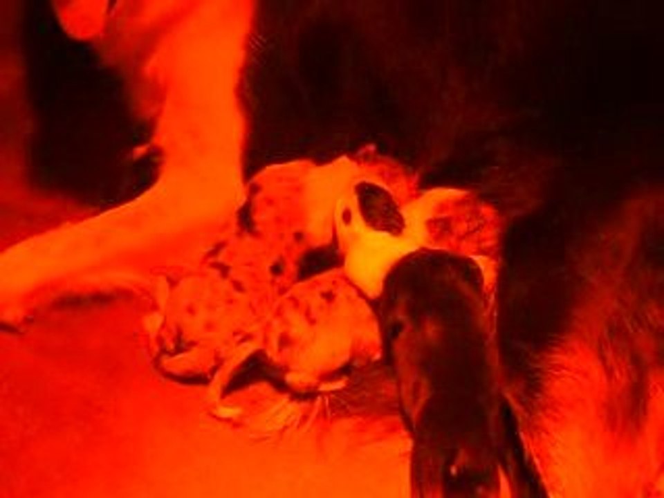 Chiots border collie