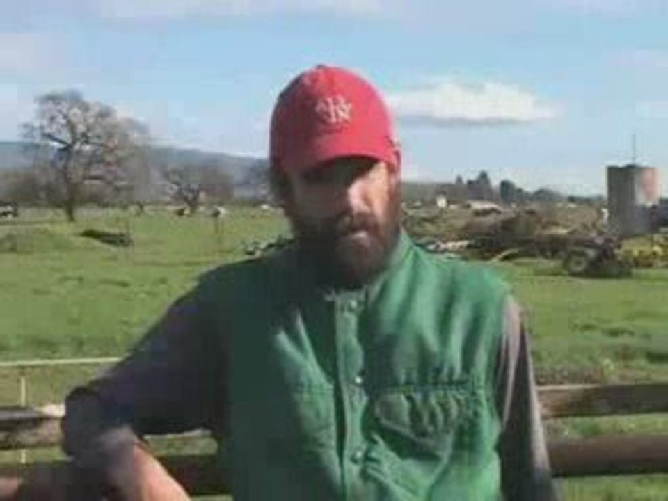Cow Abduction