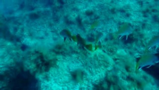 Corse 2009 Revellata Corbes et Sars