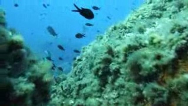 Corse 2009 Revellata Mérou Elise et Daniel