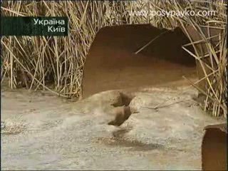 Киев под водой: Экологическое расследование Игоря Посыпайко 🌊