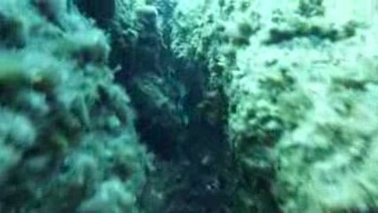 Corse 2009 Revellata Murène 2