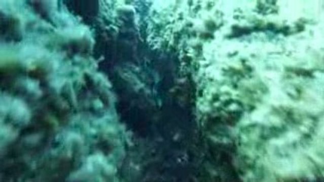 Corse 2009 Revellata Murène 2