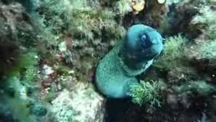 Corse 2009 Revellata Murène 3