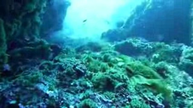 Corse 2009 Centuri Mérous