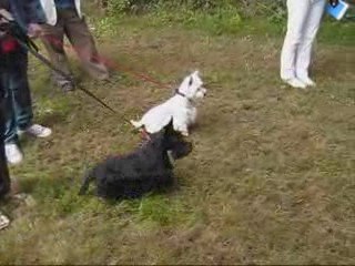 Amicale scottish lapin