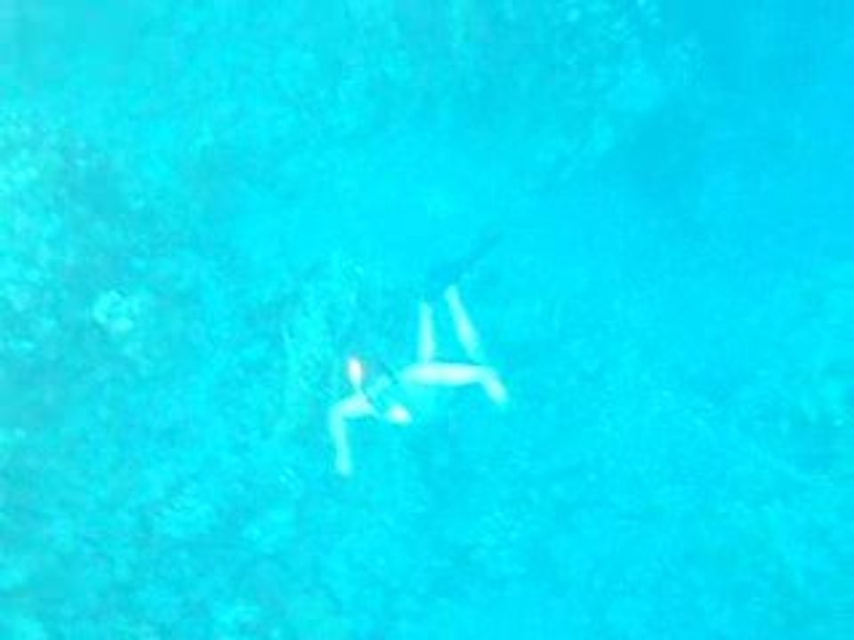 under the sea