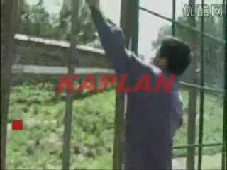 KÖPEKLERİN EFENDİSİ TÜRK KANGALL