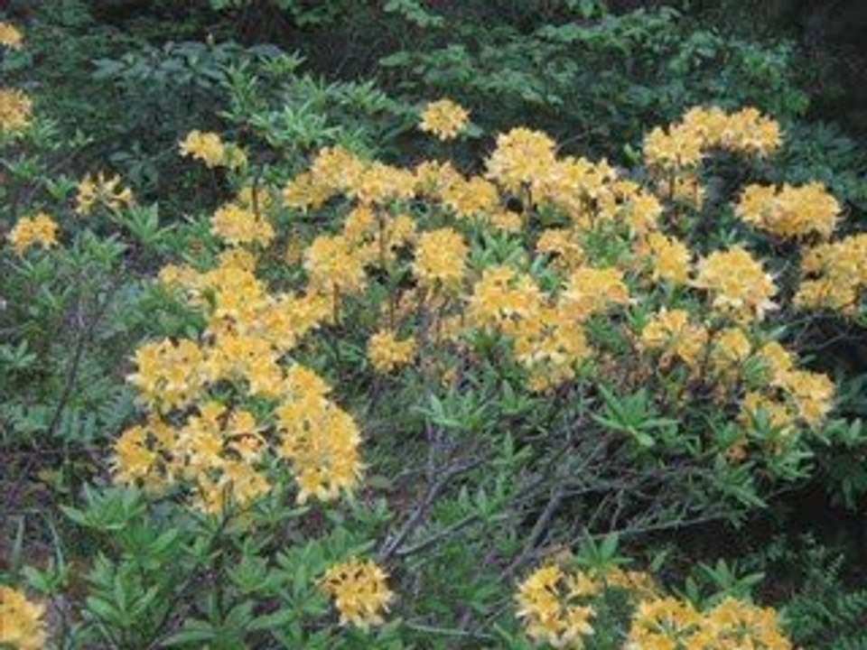 ikizdere Deyince Dergisi 2