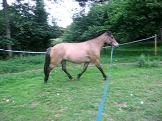 kyky galop saute