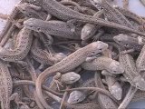 Attempt to bring back sand lizards