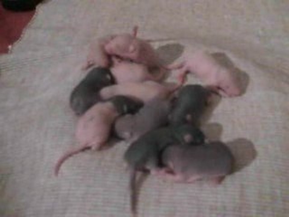 J6 des bébés de néda et locuste