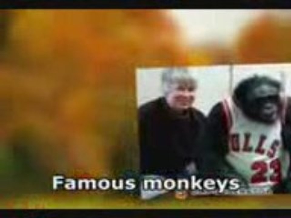 Famous monkeys_mpeg4