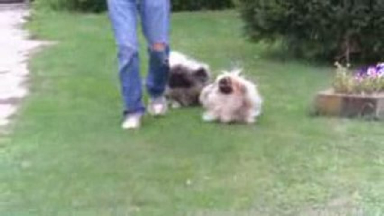 Pekingese GARDEN PARTY OF VANNJTY's PEKES