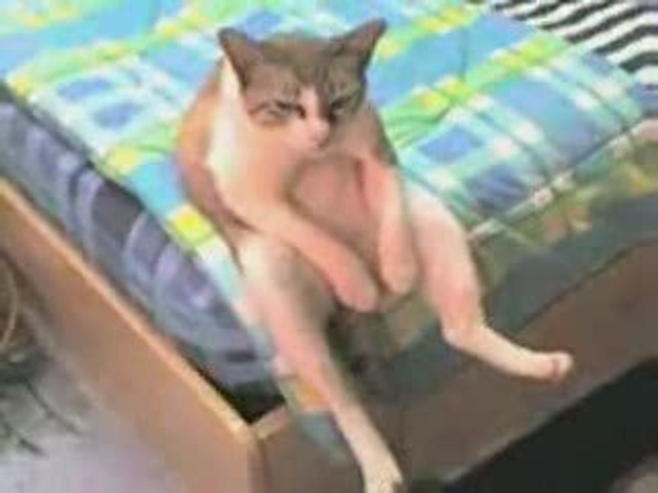 Le chat qui déprime