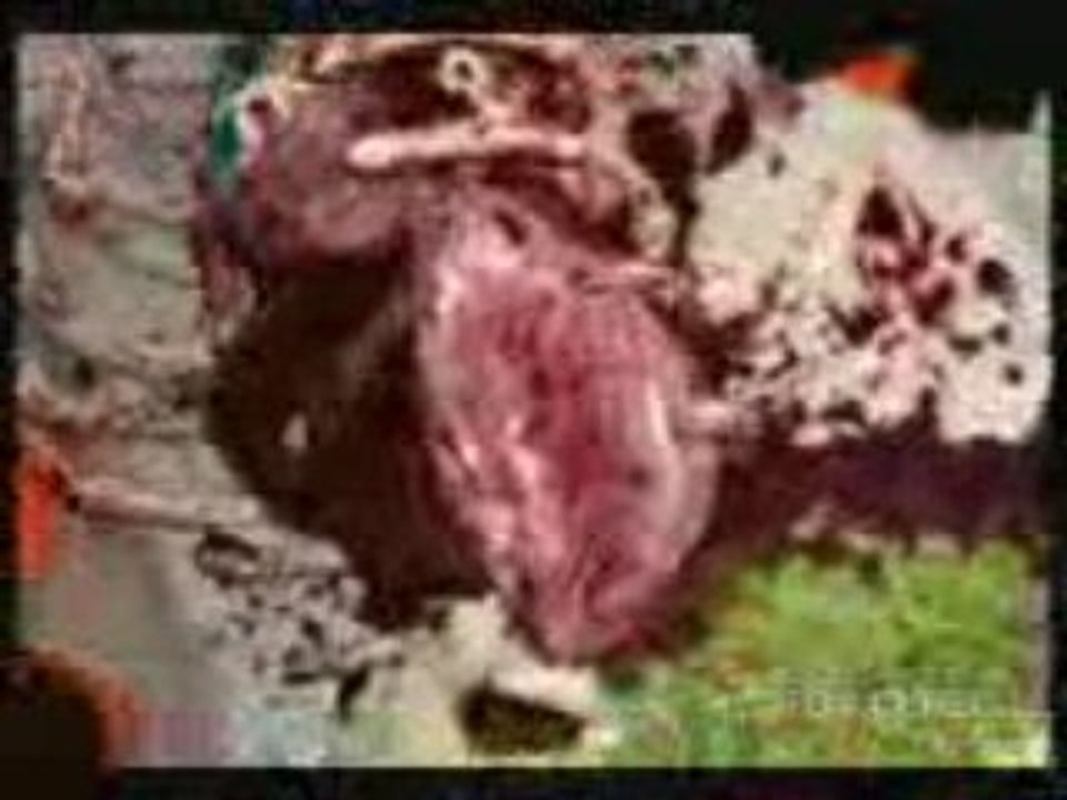 Threatening cakes_mpeg4