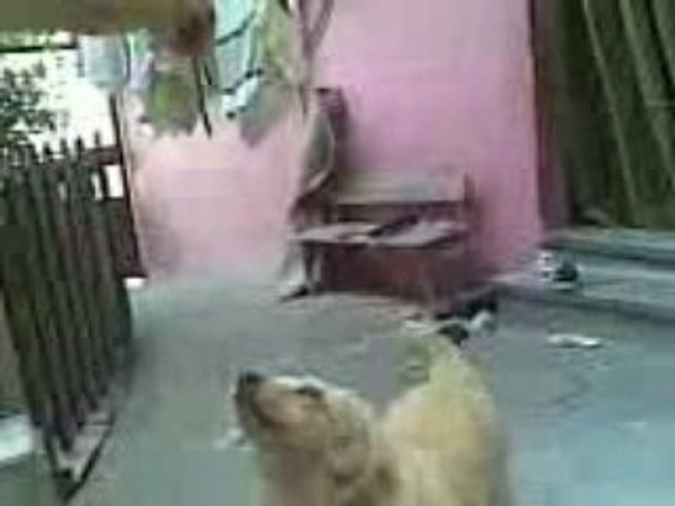 köpeğim
