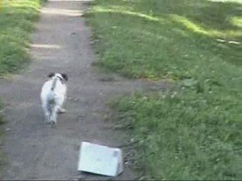 gipsy Jack Russel 4 ans