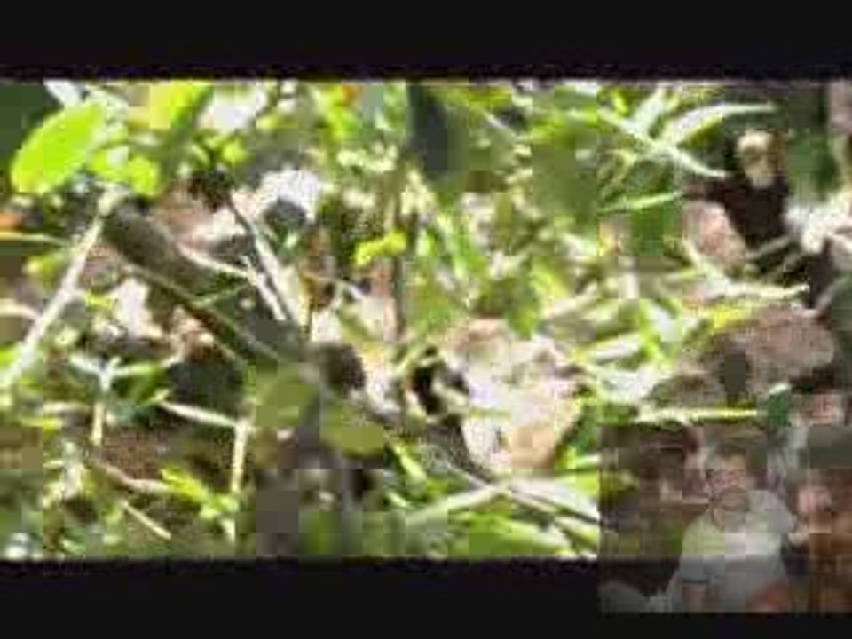 le jardin aux oiseaux upie n° 1