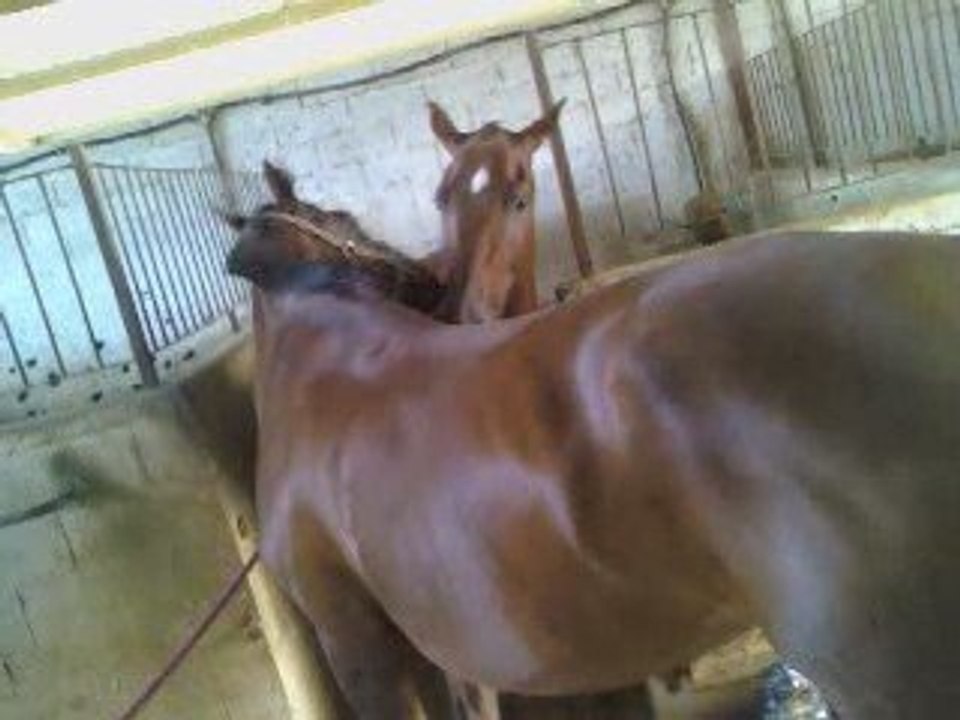 Calins cheveaux
