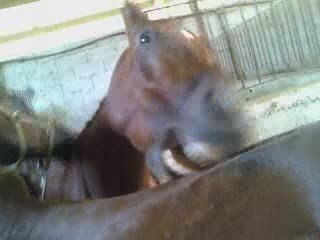 Calins cheveaux 2