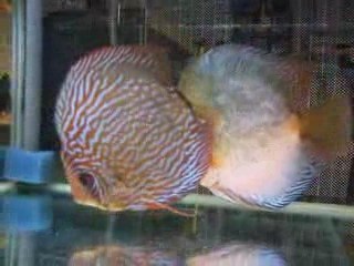 couple de discus