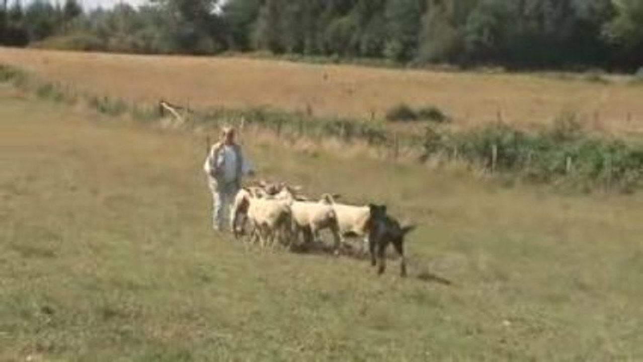 beauceron stage troupeau