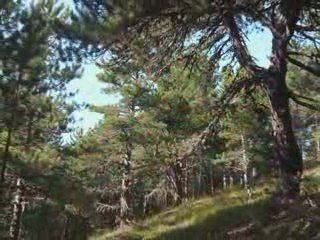 ÇANKIRI -BAYRAMÖREN YAMAÇ PARAŞÜTÜ