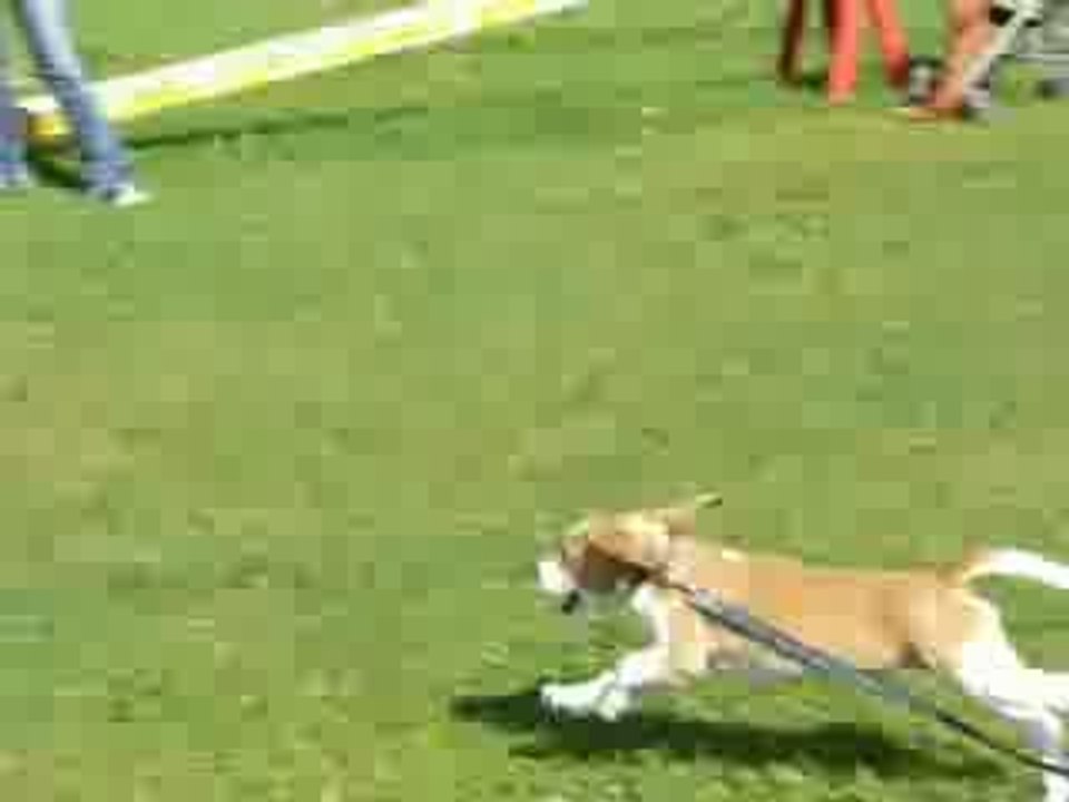 2009/09/05 (4) Ecole du Chiot