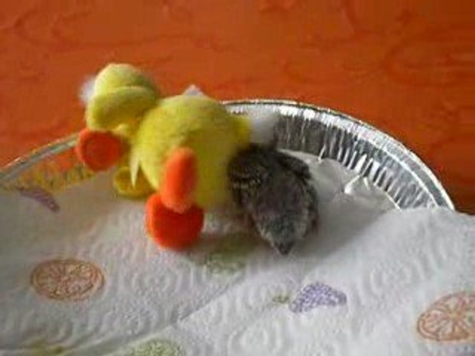 Ma petite  EAM et son copain